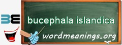 WordMeaning blackboard for bucephala islandica